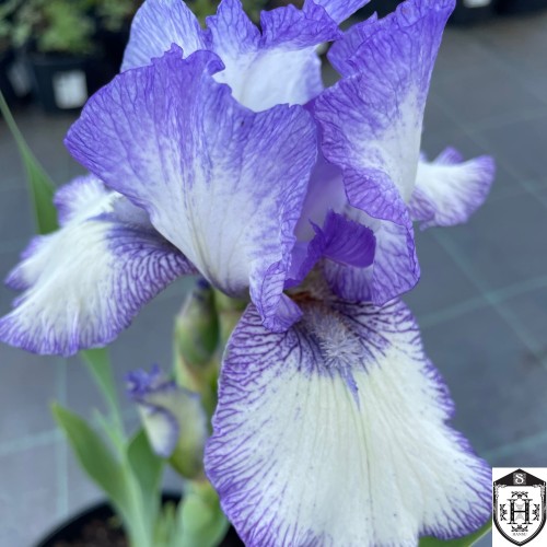 Iris germanica 'Bold Print' - Aediiris 'Bold Print'